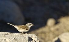Lesser Whitethroat Stock Photo Lesser Whitethroat Stock Photo