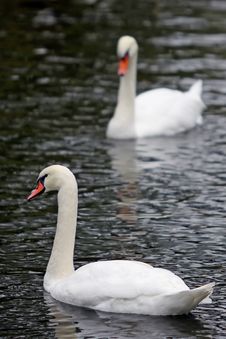 Swans Stock Photos