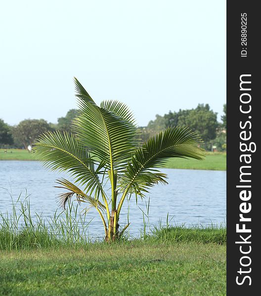 Young coconut tree in the park