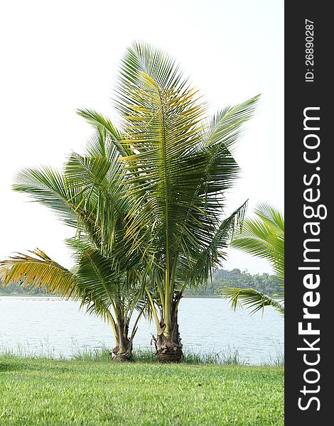 Young coconut tree in the park