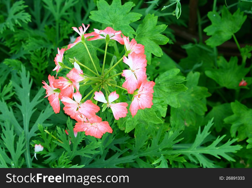 Beautiful pink flower in the garden