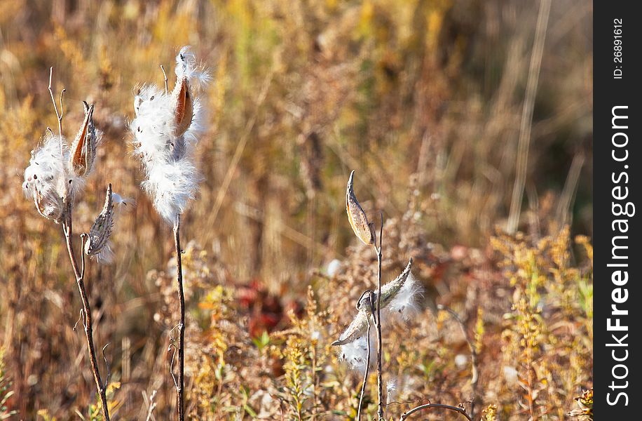 Milkweed pods opening in the fall of the year, displaying their seeds and fluffy contents. Autumn in Wisconsin