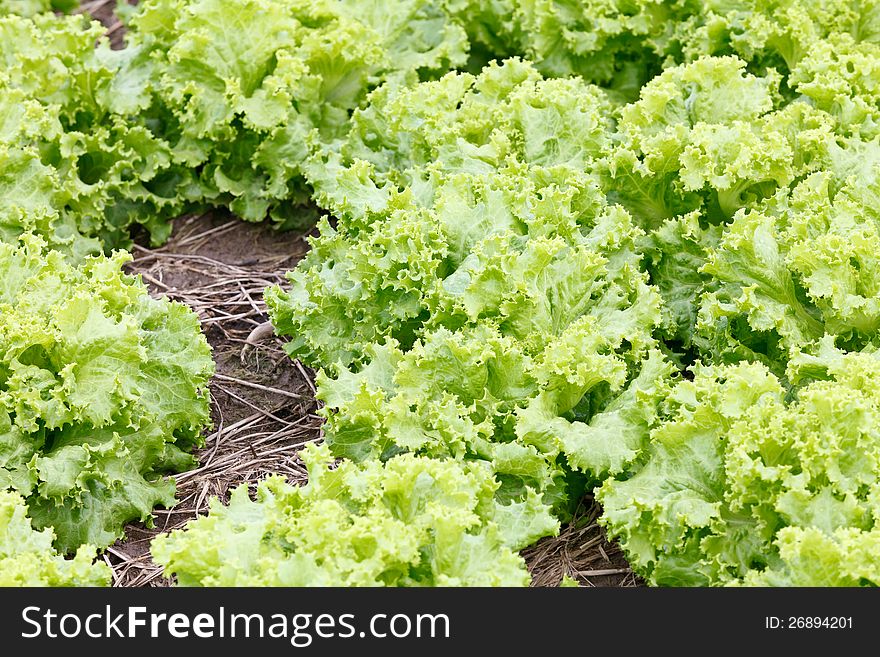 Field of green fresh lettuce growing at a farm