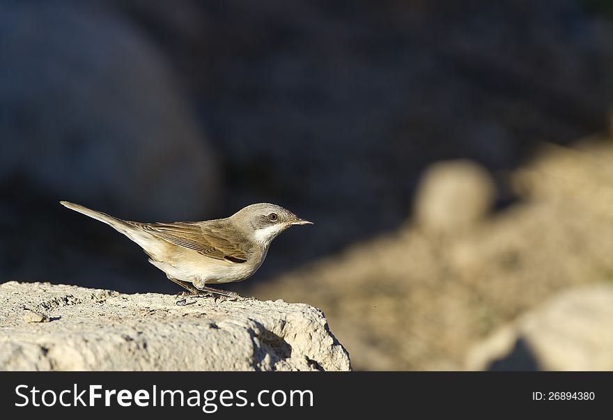 Lesser whitethroat is perching on a piece of rock