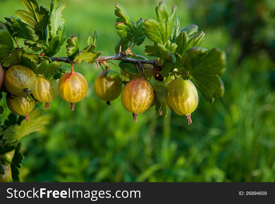 Polish gooseberry on natural eco background