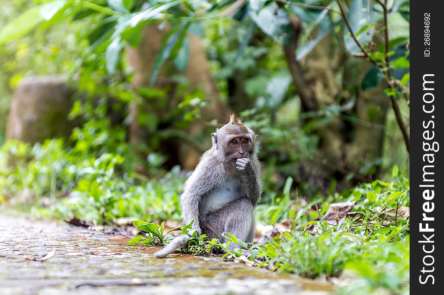 Monkey in nature at sacred monkey forest, Ubud, Bali, Indonesia. Monkey in nature at sacred monkey forest, Ubud, Bali, Indonesia