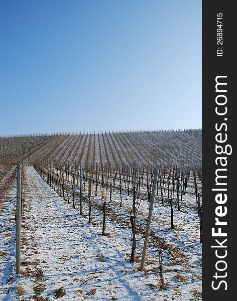 Landscape vineyard in the winter azure heaven. Landscape vineyard in the winter azure heaven
