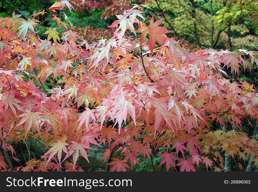 Red colored Maple tree in fall. Red colored Maple tree in fall