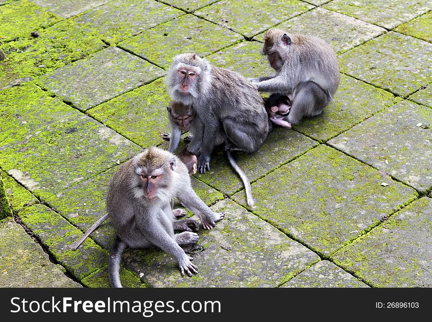 Monkey family at sacred monkey forest Ubud Bali Indonesia