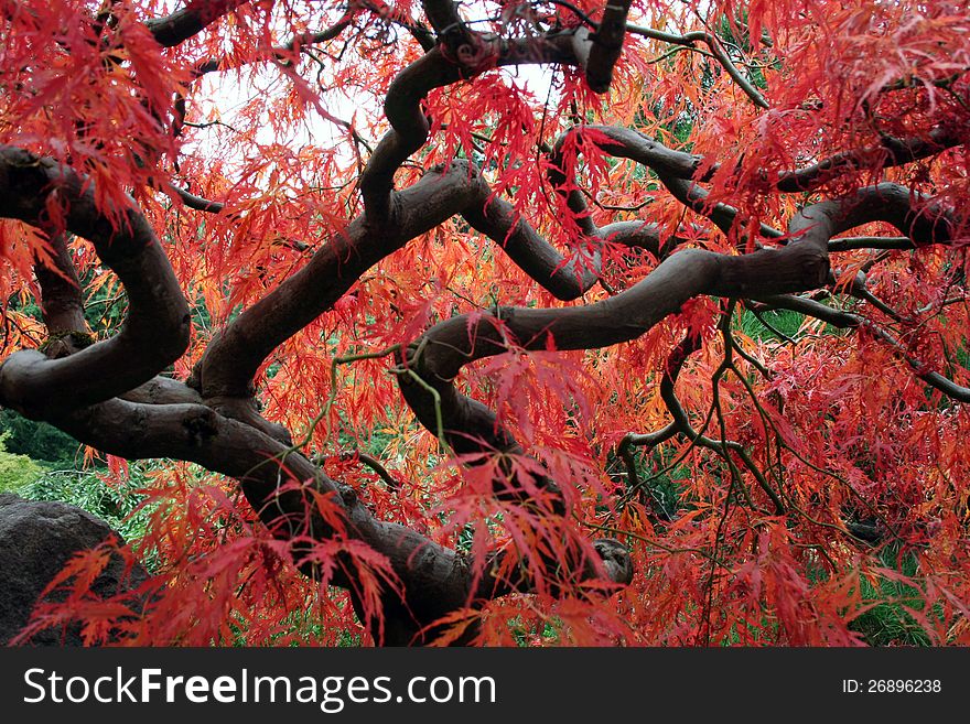 Red colored Maple tree in fall. Red colored Maple tree in fall