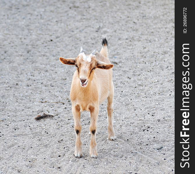 Beige goat with big ears standing and looking at camera. Beige goat with big ears standing and looking at camera