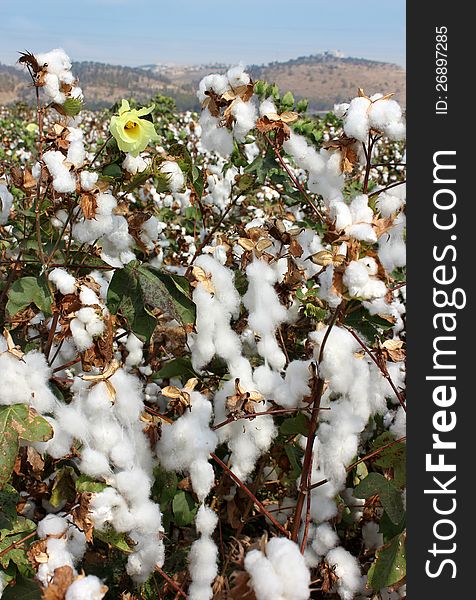 Cotton fields white with ripe cotton ready for harvesting. Cotton fields white with ripe cotton ready for harvesting