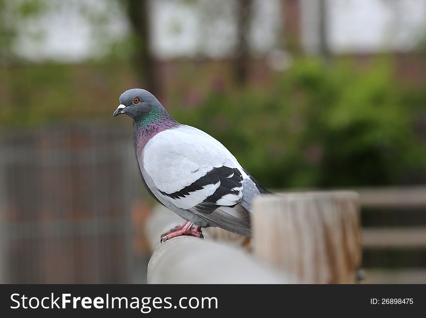 Common Pigeon on a wooden Fence