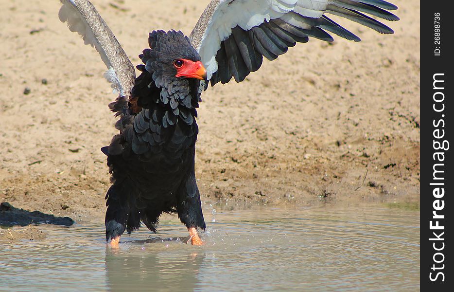 An adult Bateleur Eagle at a watering hole in Namibia, Africa. An amazing show of dominance over younger eagles at the watering hole. An adult Bateleur Eagle at a watering hole in Namibia, Africa. An amazing show of dominance over younger eagles at the watering hole.