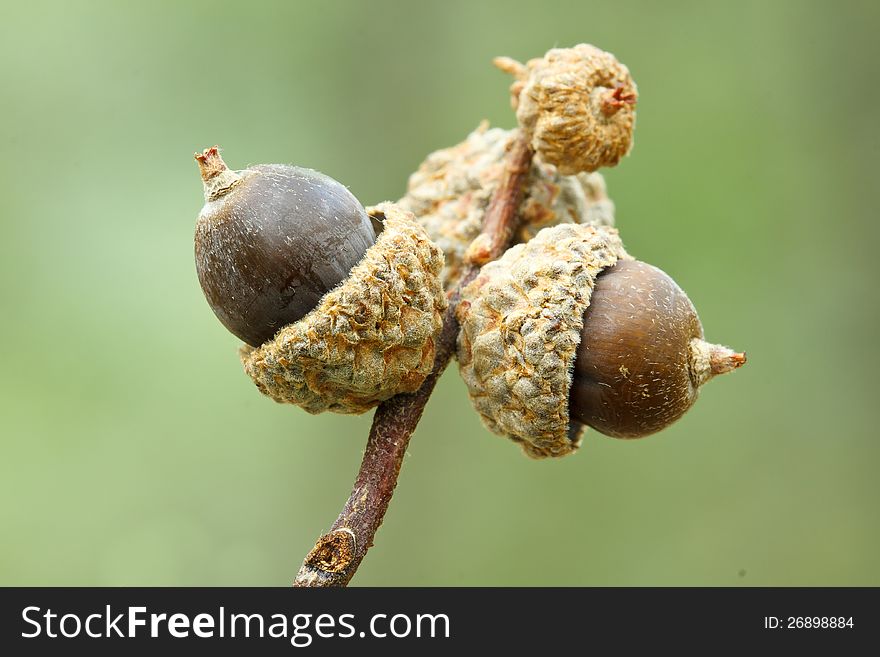 Branch with acorns on natural green background