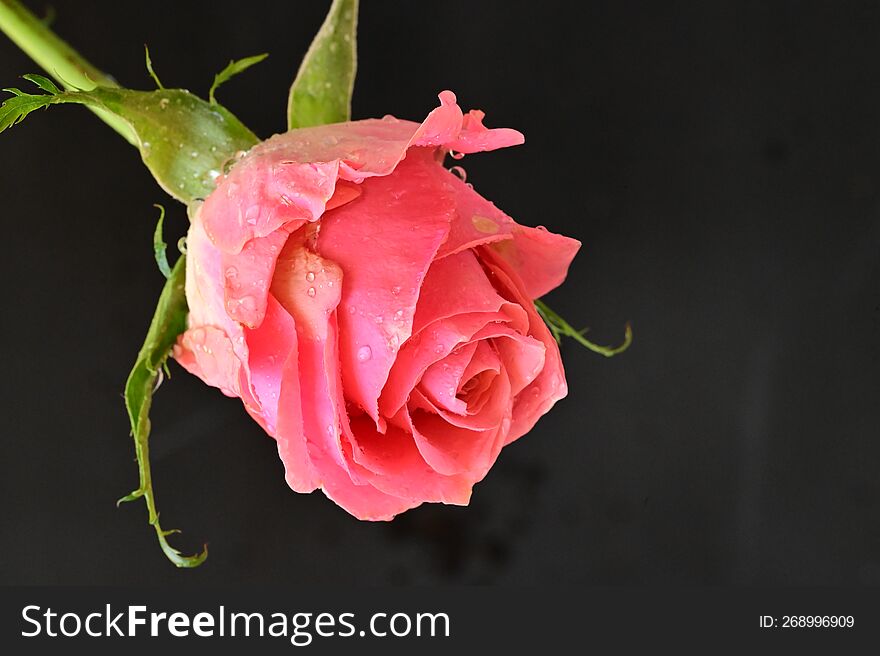 Beautiful Rose Flower Close Up View