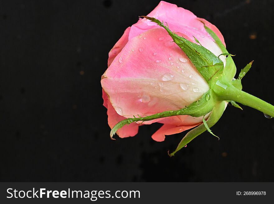 beautiful rose close up view