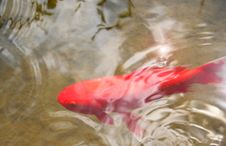 An Orange Goldfish Royalty Free Stock Images An Orange Goldfish Royalty Free Stock Images