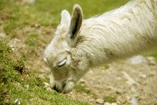 Peruvian Alpaca Royalty Free Stock Photography Peruvian Alpaca Royalty Free Stock Photography