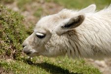 Peruvian Alpaca Stock Photography Peruvian Alpaca Stock Photography