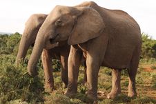 Two African Elephant Cows Royalty Free Stock Photo Two African Elephant Cows Royalty Free Stock Photo