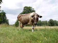 Cow Stock Photos Cow Stock Photos