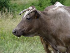 Cow Stock Images Cow Stock Images