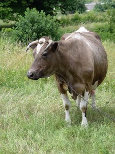 Cow Royalty Free Stock Photos Cow Royalty Free Stock Photos