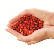 Handful Of Strawberries Stock Photography
