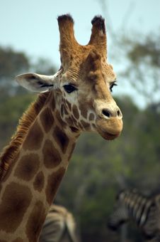 Giraffe Royalty Free Stock Photo Giraffe Royalty Free Stock Photo
