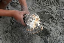 A Beautiful Giant Sea Shell Stock Photo A Beautiful Giant Sea Shell Stock Photo