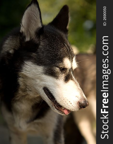 Beauty siberian husky dog portrait