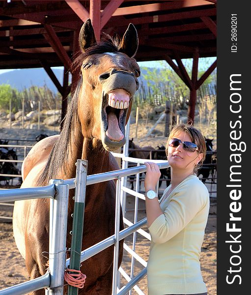 Expression of a horse showing its teeth. Expression of a horse showing its teeth