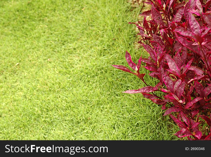 A red plants and green grass at park. A red plants and green grass at park