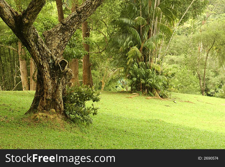 Old trees and grass at park