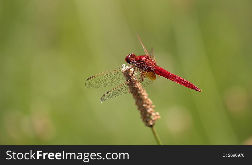 Red dragon-fly on green meadow