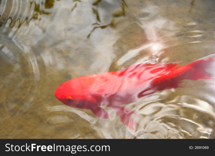 An orange goldfish basks just beneath the sunlit ripple rings of a tranquil pond.