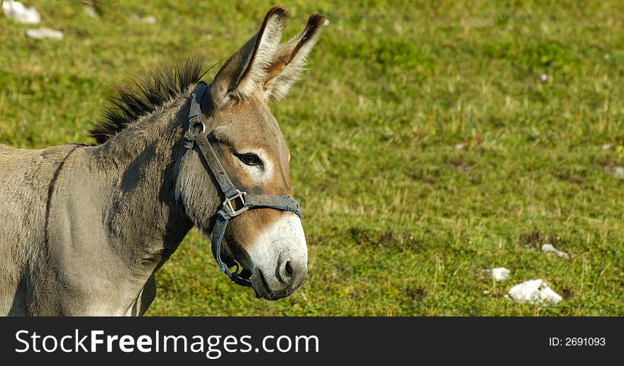 A patient little donkey in a field. Space for text on the grass background.