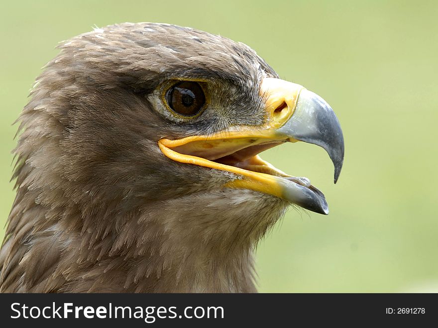 Tawny Eagle (Aquila rapax)in the exhibiton birds of prey et summer.