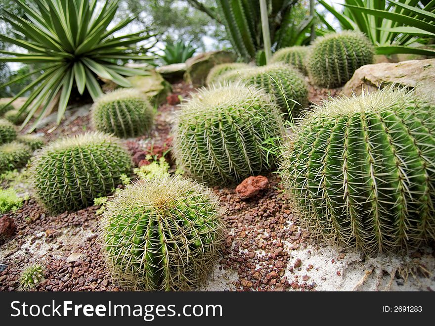 An array of different cactus.