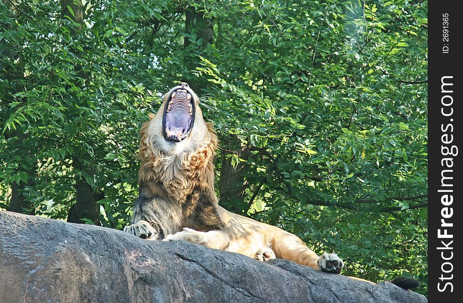 A male lion lying on a rock yawning in the shade of trees. A male lion lying on a rock yawning in the shade of trees.