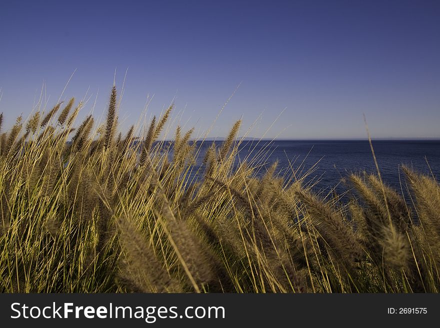Cattails blowing in the ocean breeze. Cattails blowing in the ocean breeze