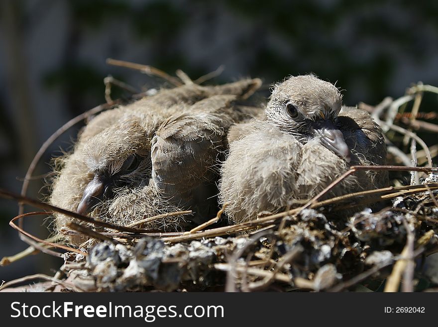 Close photo of birds nest