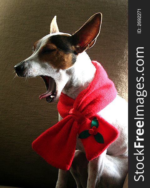 A Jack-Russell dog yawns while basking in the sun in her favorite chair. A Jack-Russell dog yawns while basking in the sun in her favorite chair.