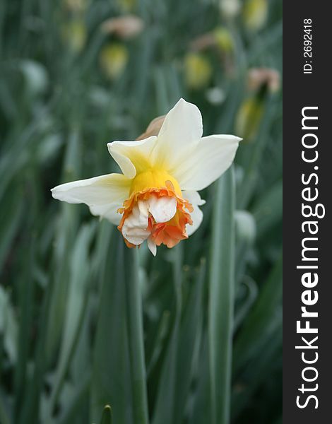 Beautiful Narcissus flower in the garden. Nature. Outdoors