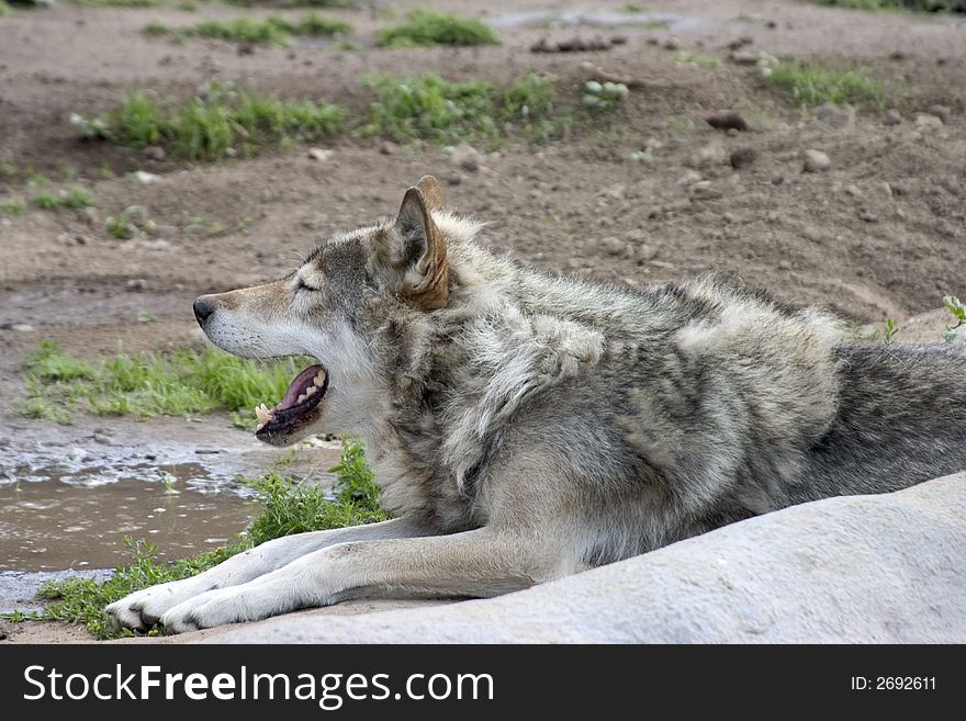 The wolf laying in the zoo