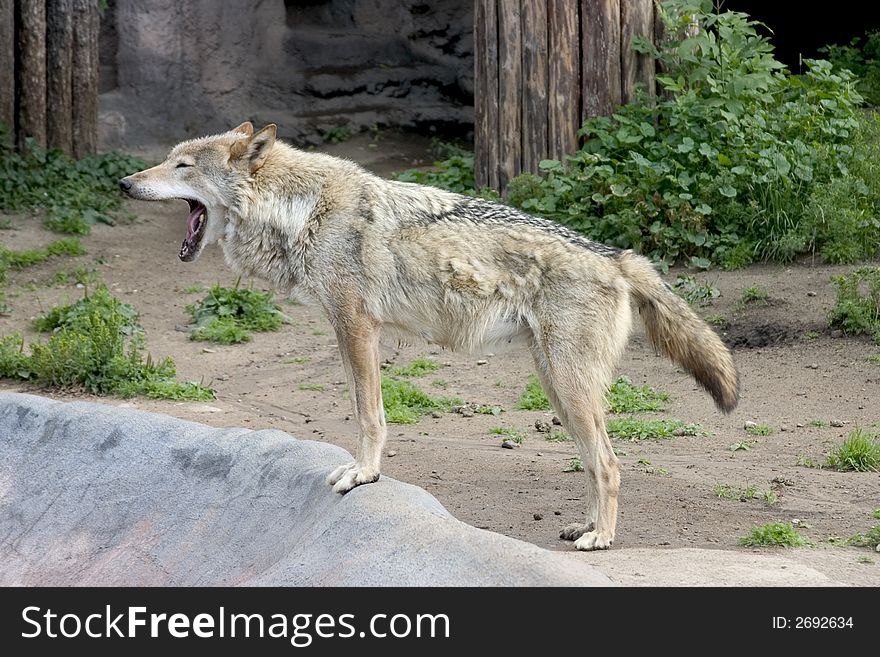 The wolf yawning in the zoo