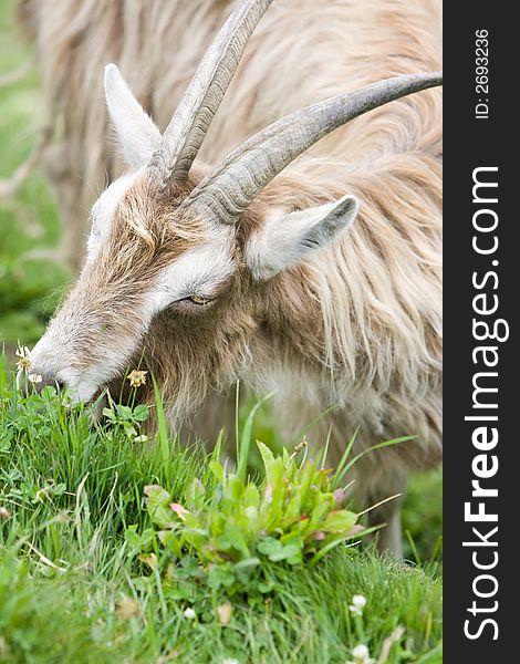 Long horned ivory colored goat grazing on clover. Long horned ivory colored goat grazing on clover