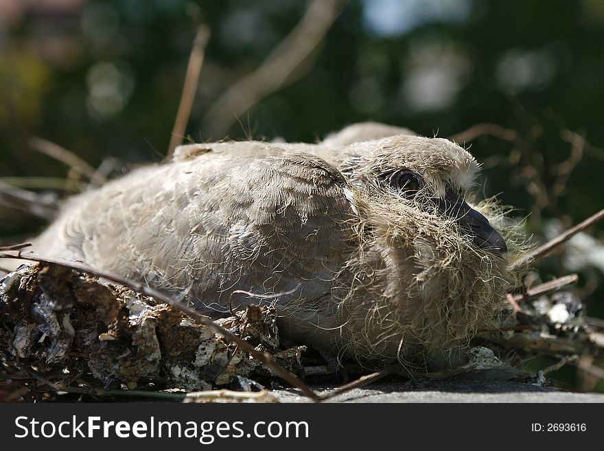 Close photo of birds nest