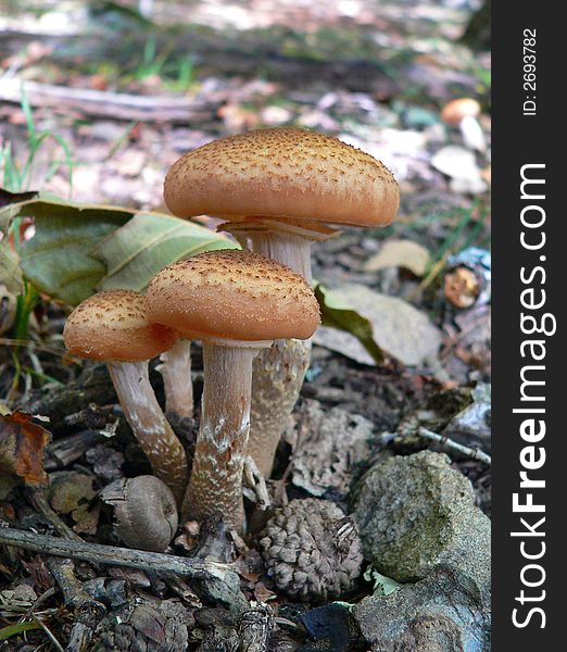 Close-up of the mushrooms armillaria (Armillariella mellea). Russian Far East Primorye.